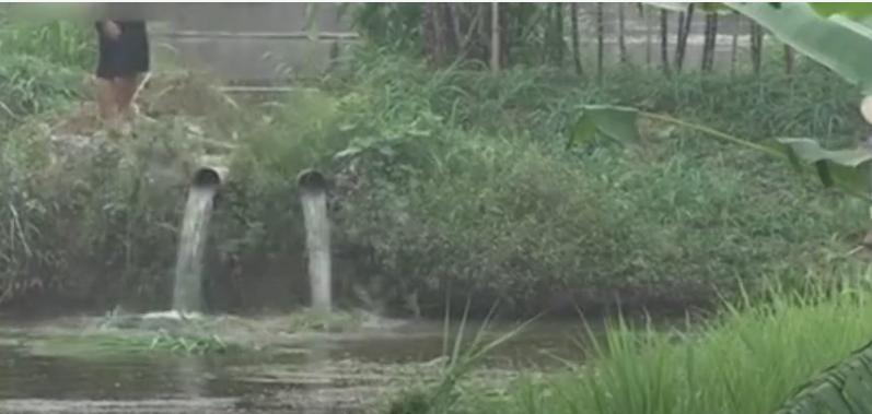 广西小伙养草鱼卖400,5亩养殖草鱼一年能赚500万