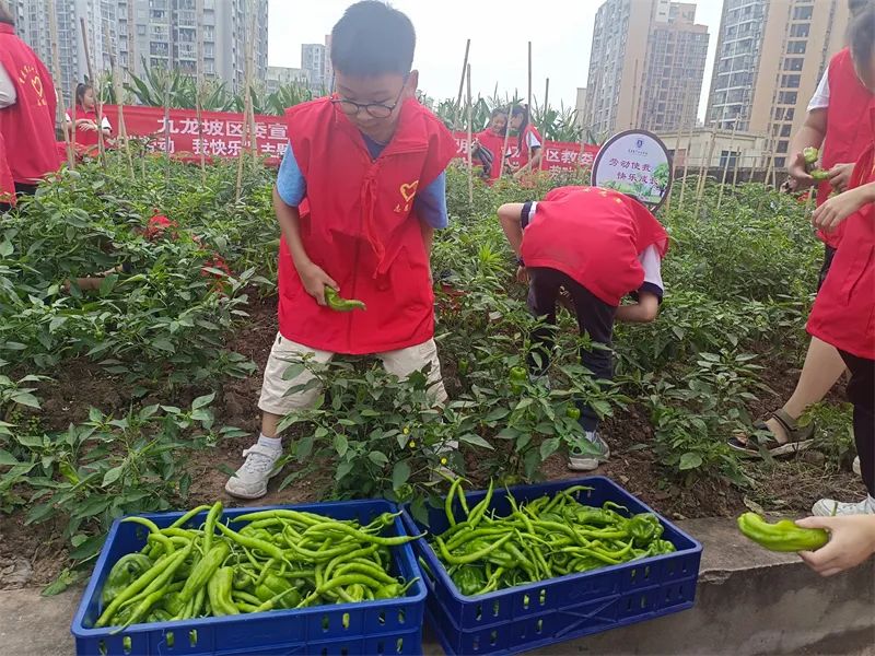 「重庆市六十五中学」劳动砺心志，实践促成长