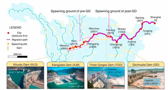 长江十年禁渔为什么鱼越来越少,长江十年禁渔后鱼怎么变多了