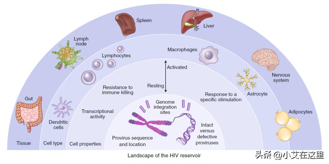 美国治疗艾滋病最新研究进展,未来5年艾滋病的治疗方法