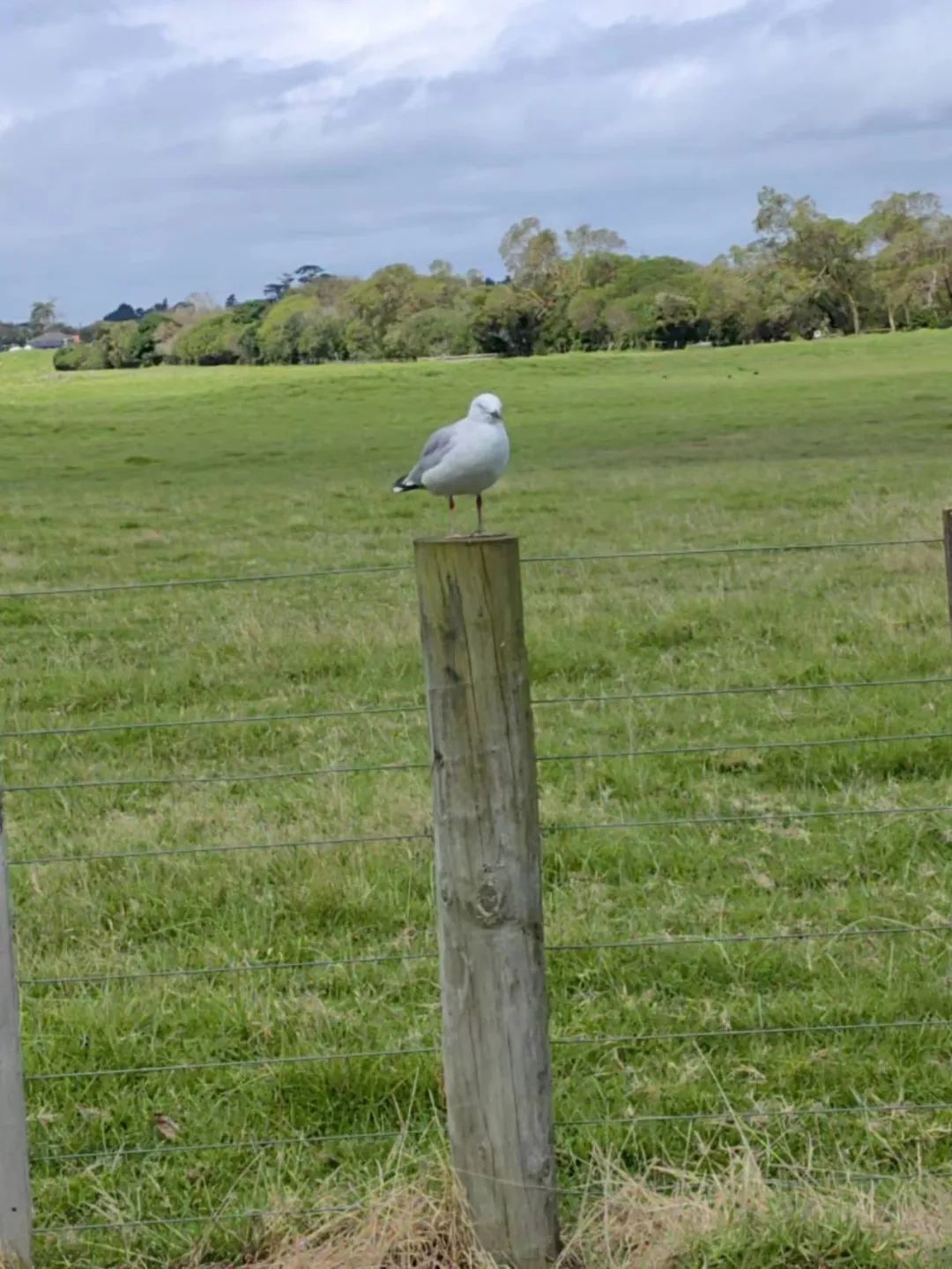 段哥福建,段哥跨境