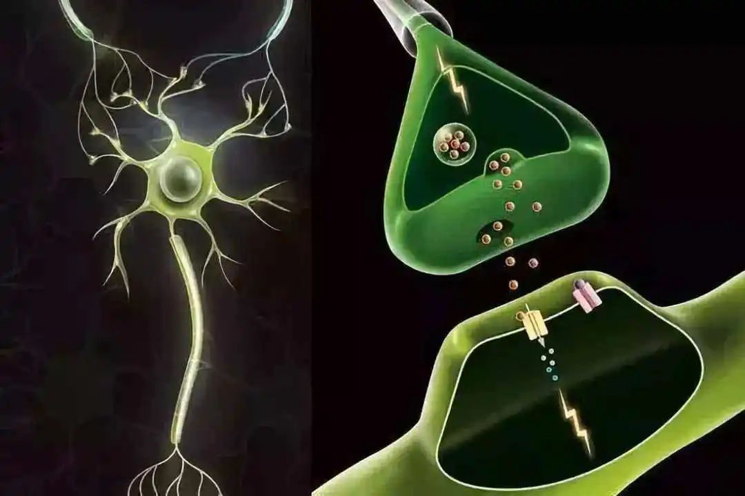 如何正确解决大脑功能衰退,大脑疲劳可以通过锻炼恢复吗