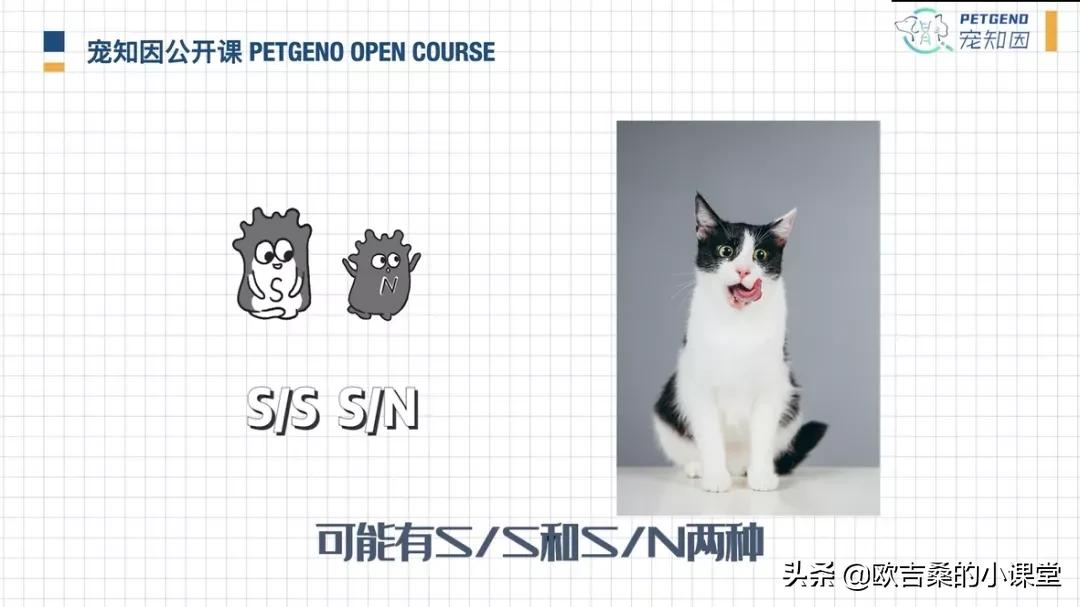 白斑变异基因,白斑基因和全白基因