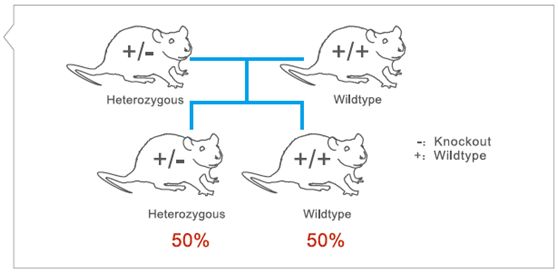 华大基因可以检测基因缺陷吗,华大基因检测报道