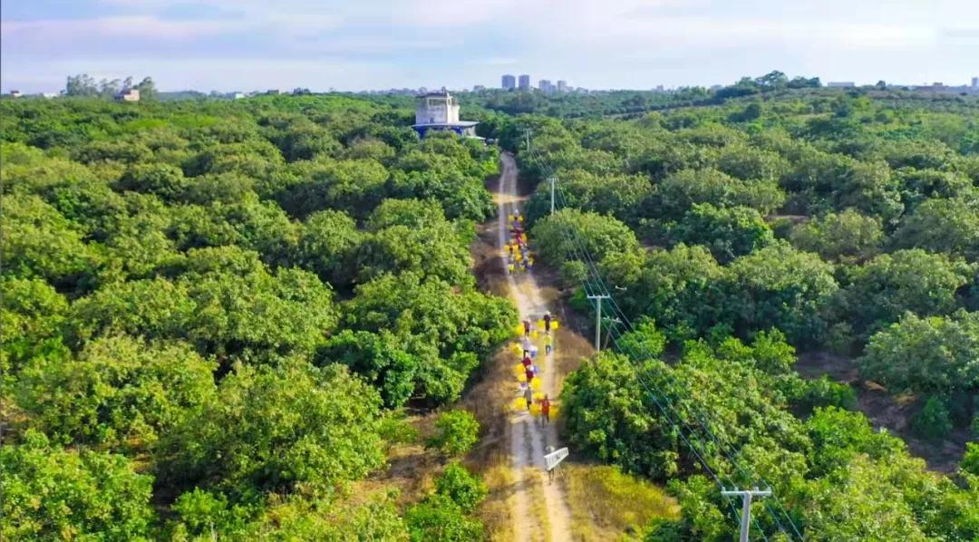 广东湛江乡村振兴实例,湛江麻章区乡村振兴助农