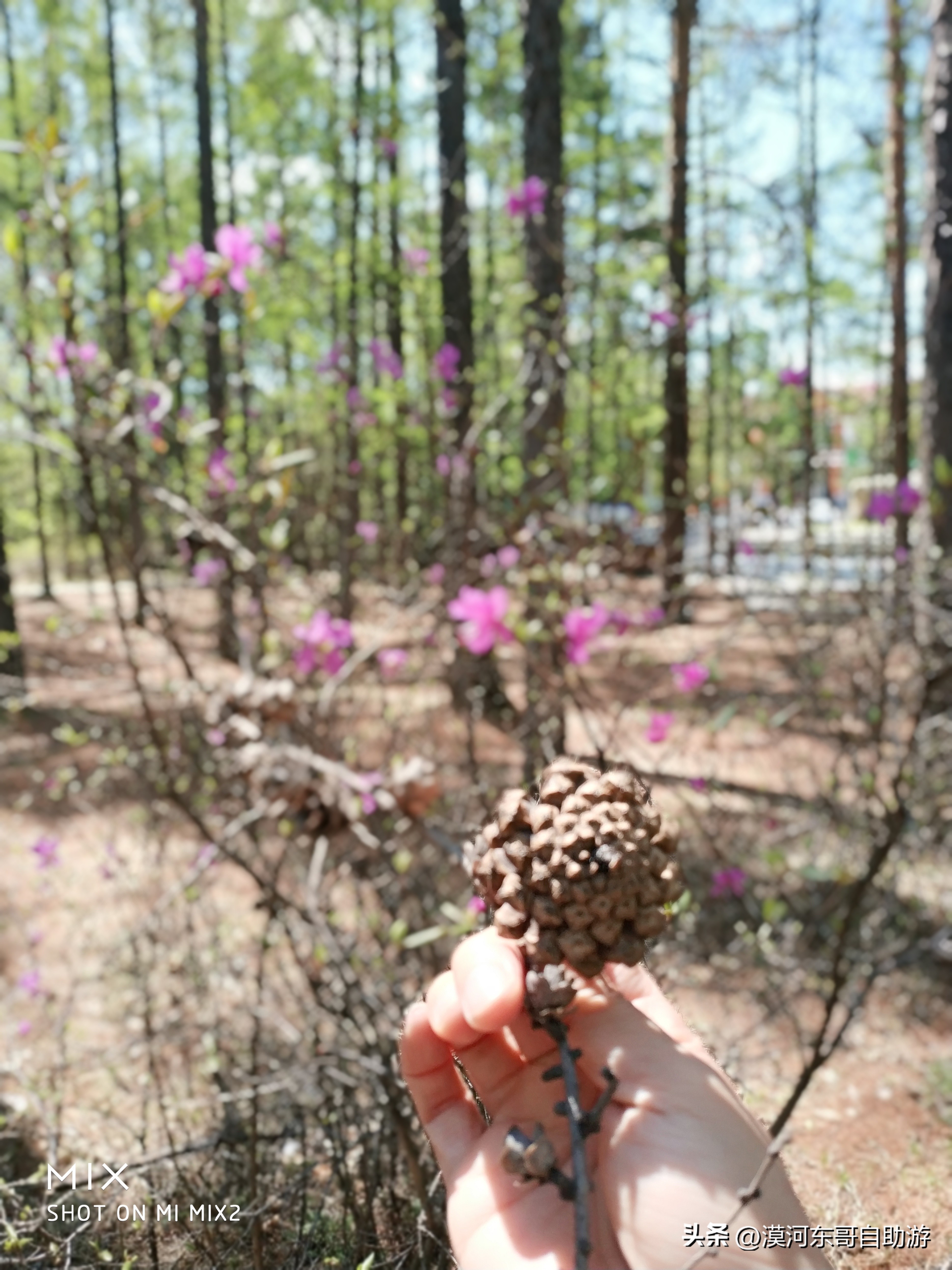 带你去看杜鹃花完整版,漠河旅游攻略一览表