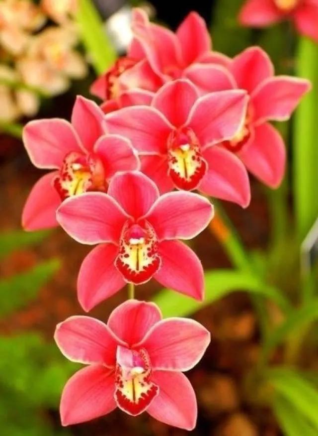 十种最有名的兰花图片,最美的100种兰花图片