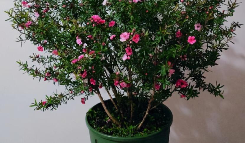 松红梅花好养,松红梅怎么养才能多开花