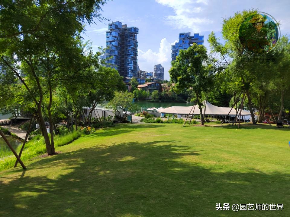 疏林草地的作用,疏林草地效果图