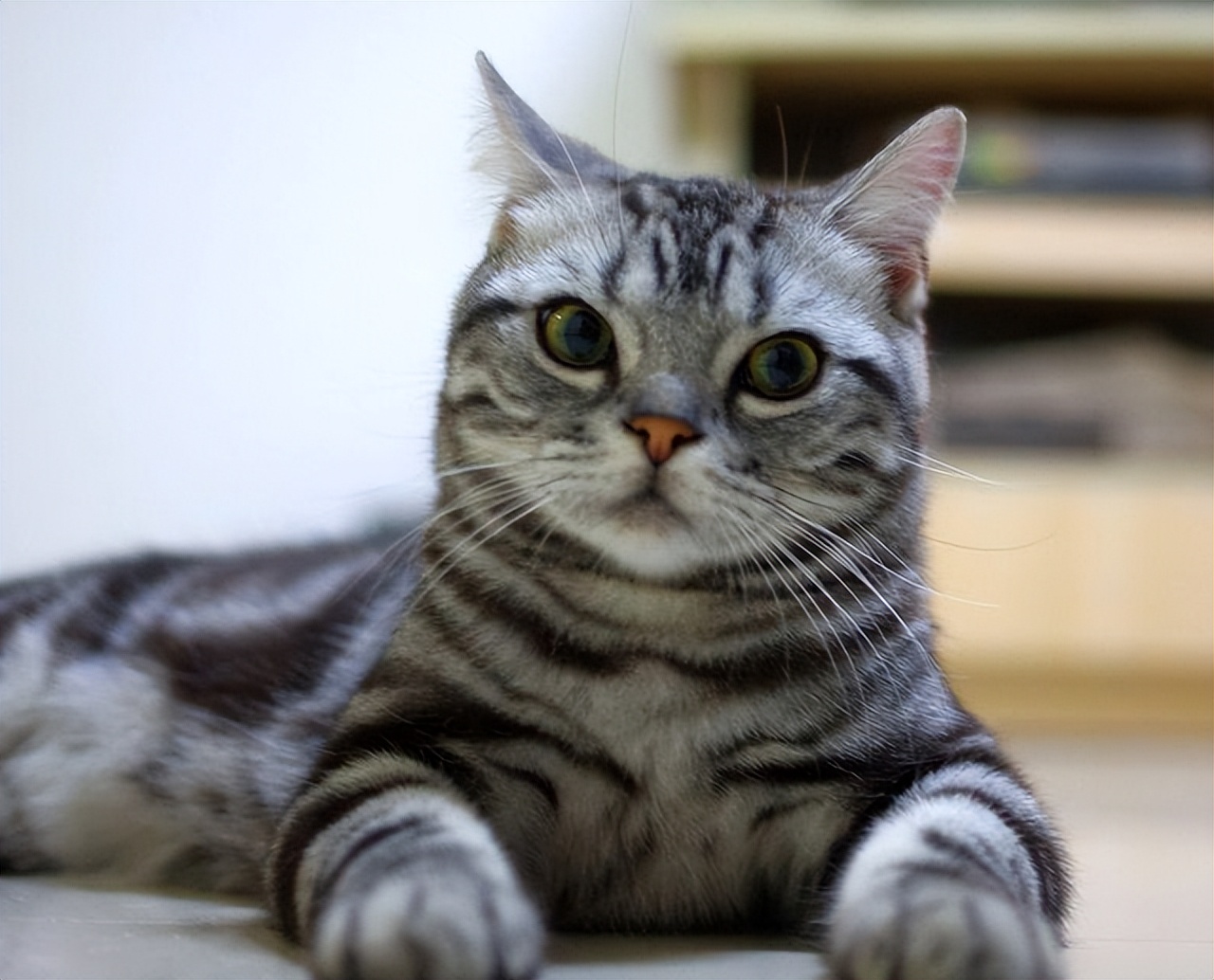 猫界最受欢迎的猫是什么猫,各种品种的猫哪种猫最好