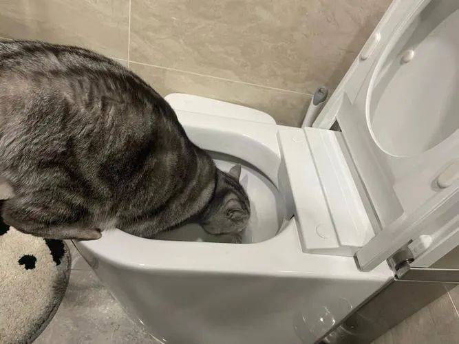 猫咪怎样能多吃点,猫咪主食冻干能增肥发腮吗