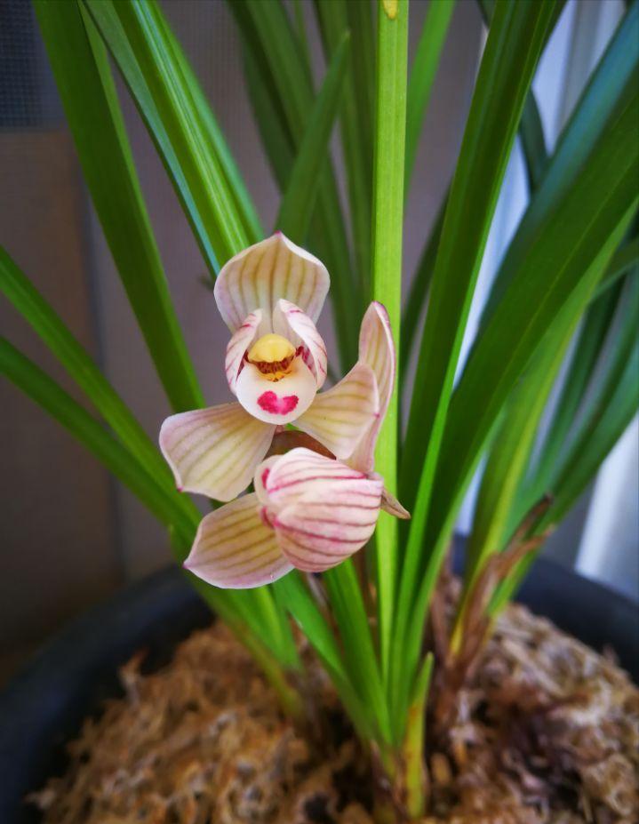 什么品种的兰花既香又好养,开花鲜艳比较香的兰花