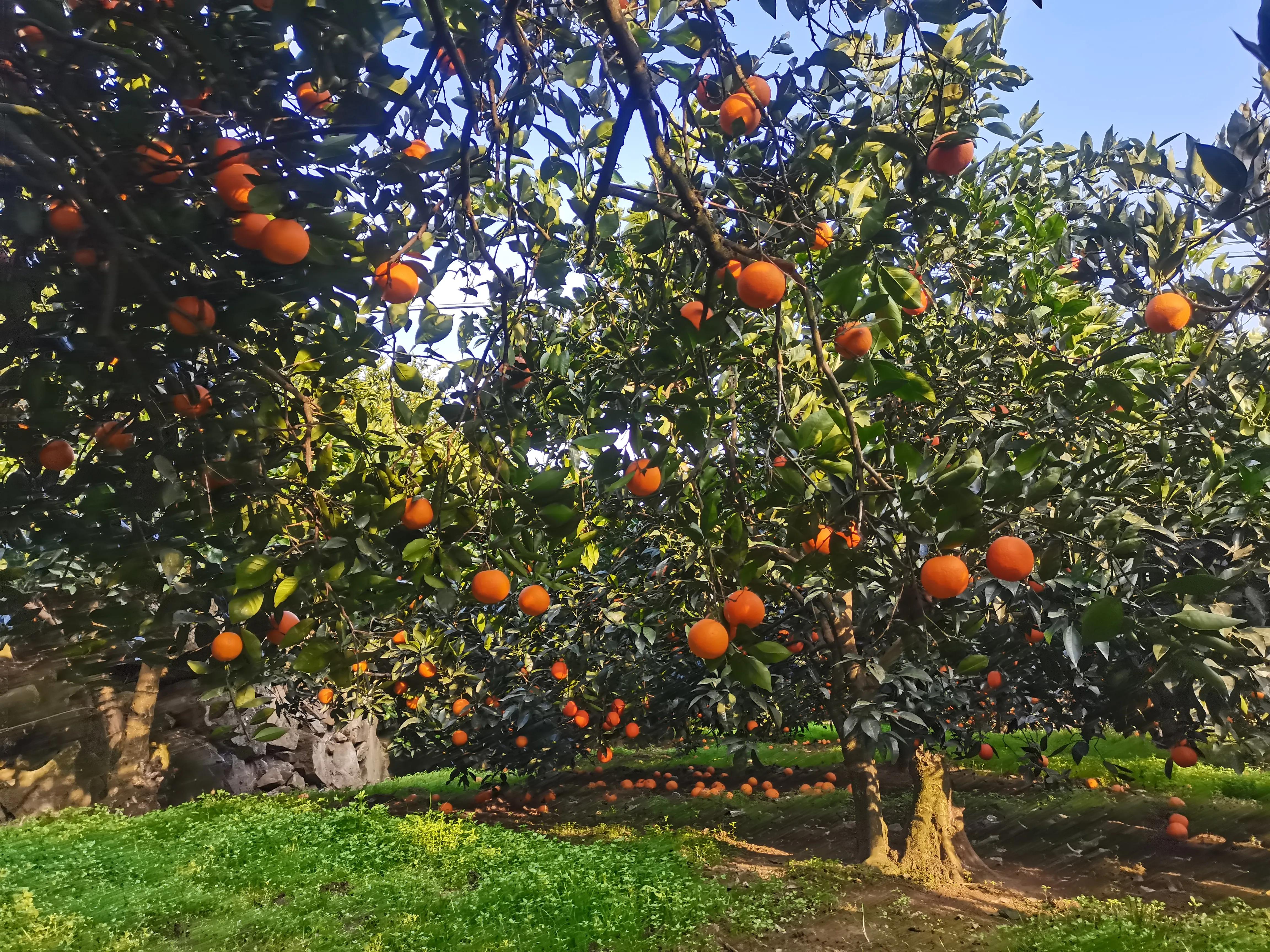 农村创业种植什么成本小,农村种植创业项目的10种常见骗局