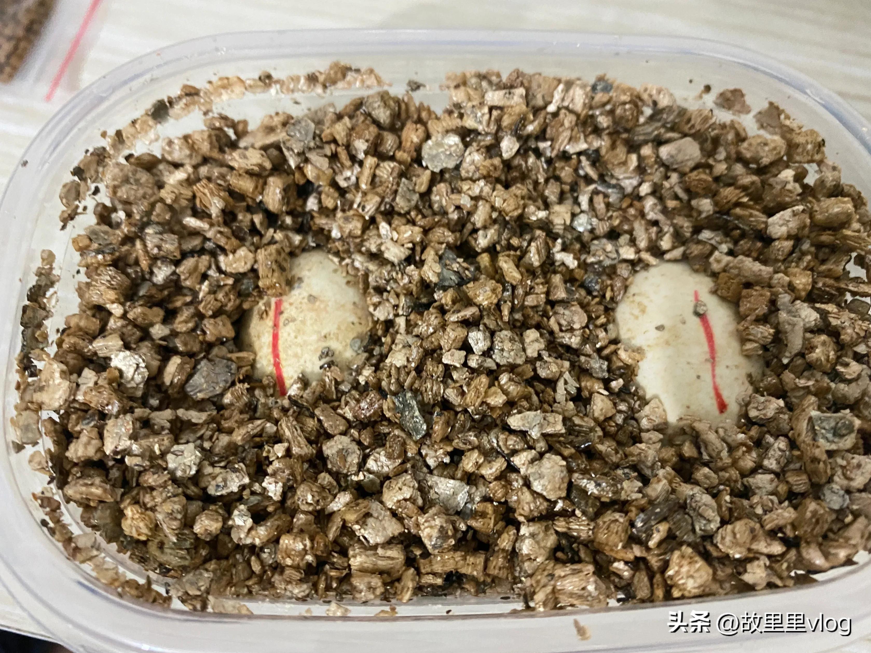 买了两只小乌龟现在长得特别大,乌龟长到几厘米开始生蛋