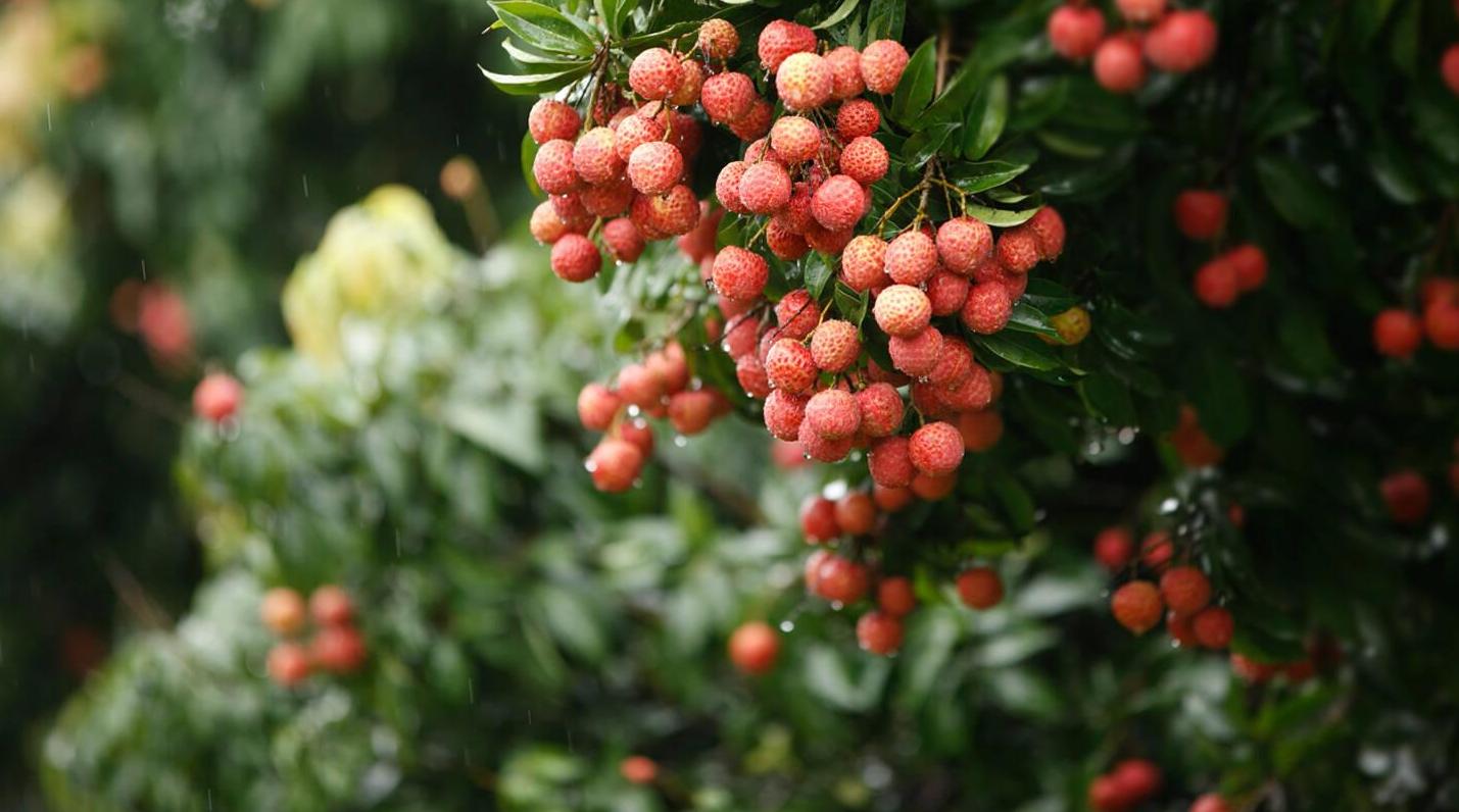 日啖荔枝三百颗不枉长作岭南人,日啖荔枝三百颗岭南是现在的哪里