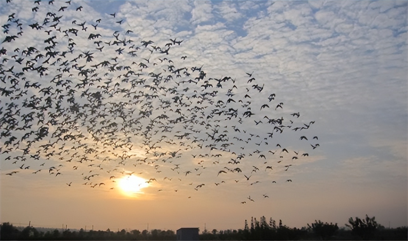 太阳鸟好看吗,太阳鸟飞到高山上会有什么