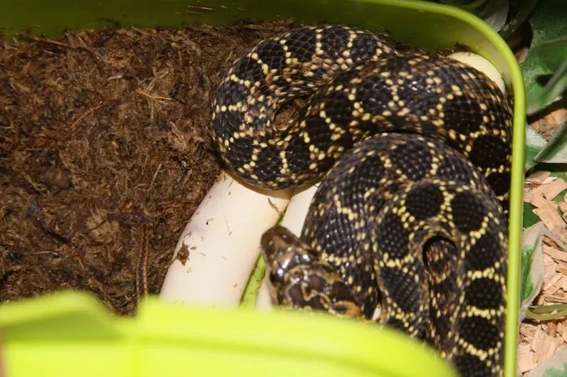 「原来欧洲有这么多种蛇？！」偷师卡塞尔的豢龙大师·下