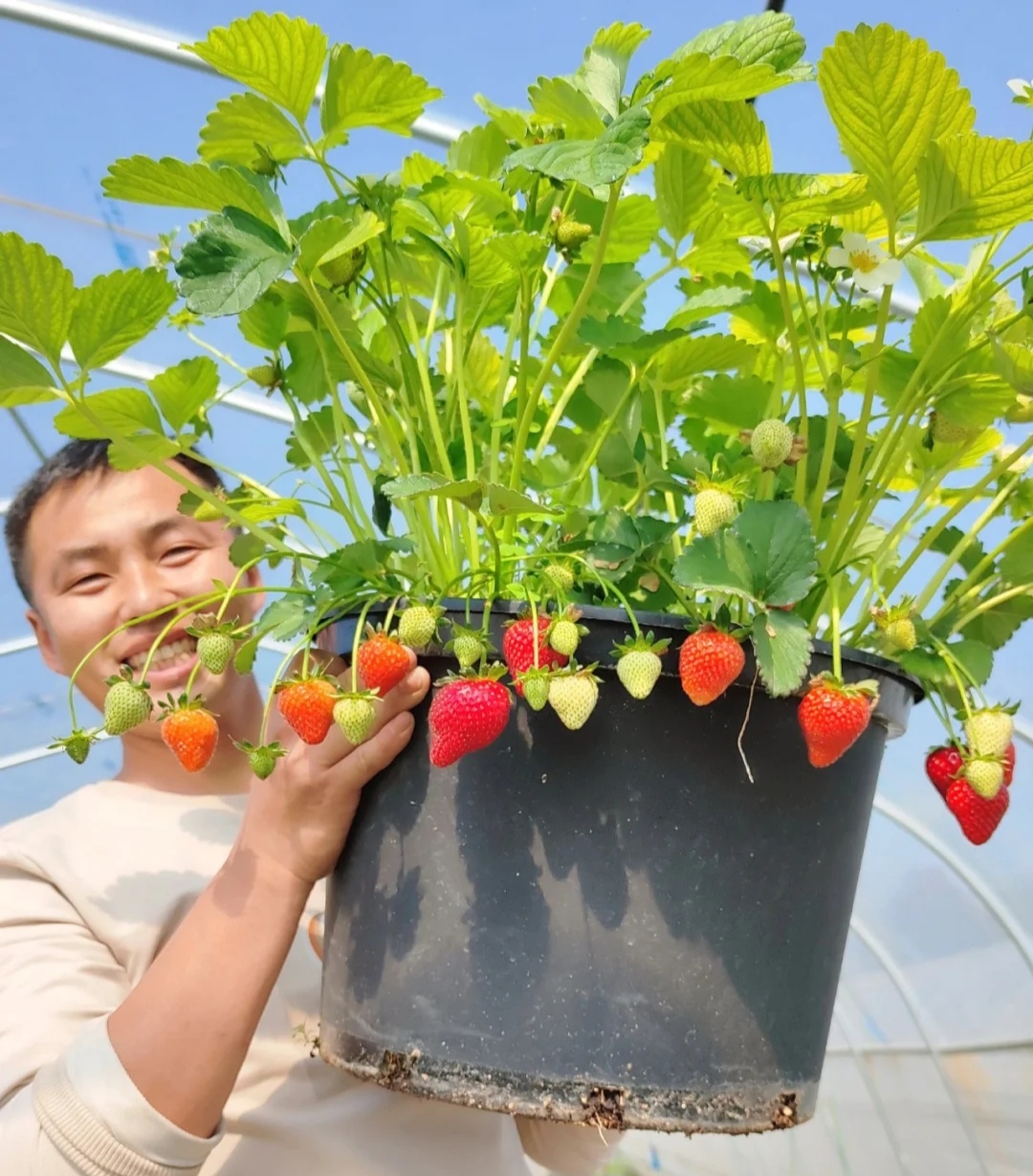 怎样让一颗草莓变成多颗草莓,想让草莓多结果施什么肥