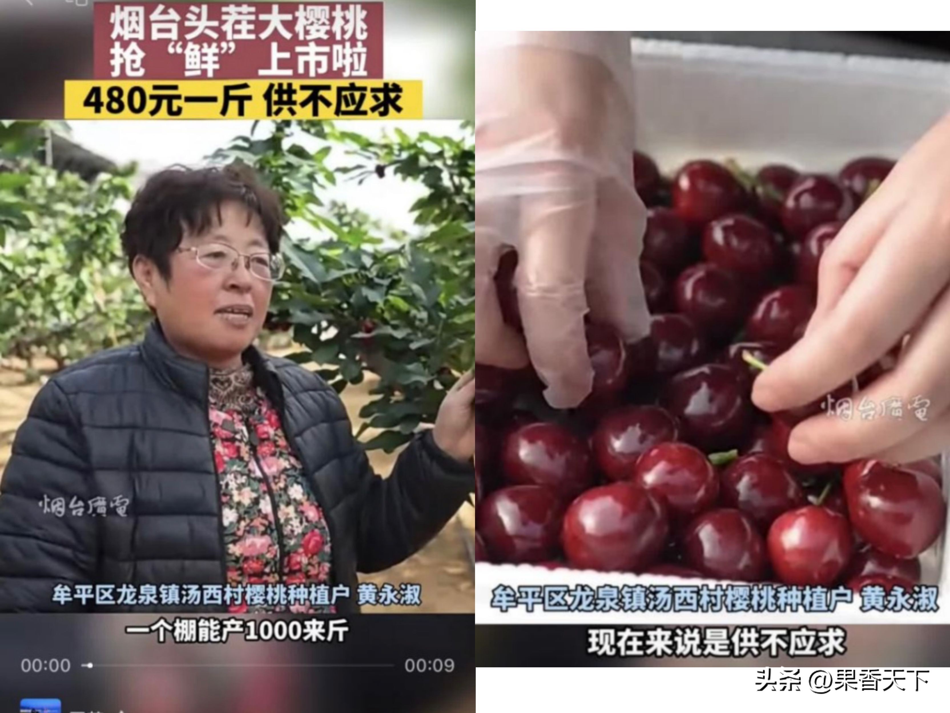 最有潜力早熟大樱桃,农村人种植大樱桃