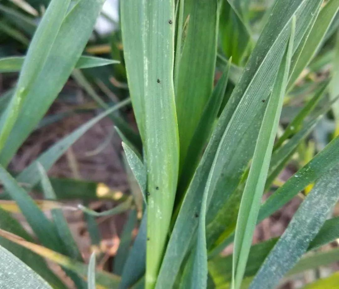 种植户注意，小麦红蜘蛛已发生，用好3个方案可高效防治
