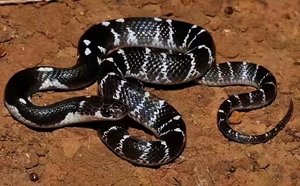 真正的丛林美食有哪些,硬核知识大全100个