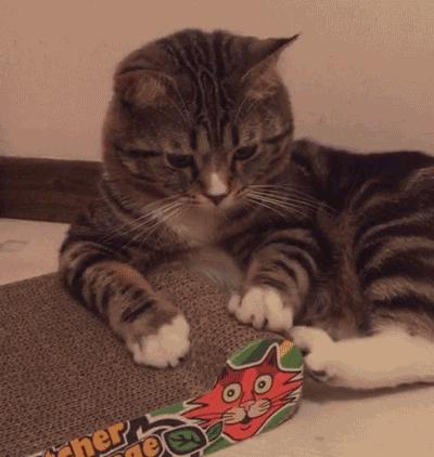 有马蹄铁的马和没马蹄铁的马,橡胶马蹄铁和普通马蹄铁的区别