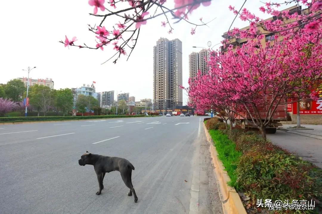 京山摄影爱好者,京山市摄影最牛的人