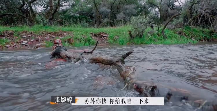 张婉婷宋宁峰最终结果,宋宁峰张婉婷细节分析