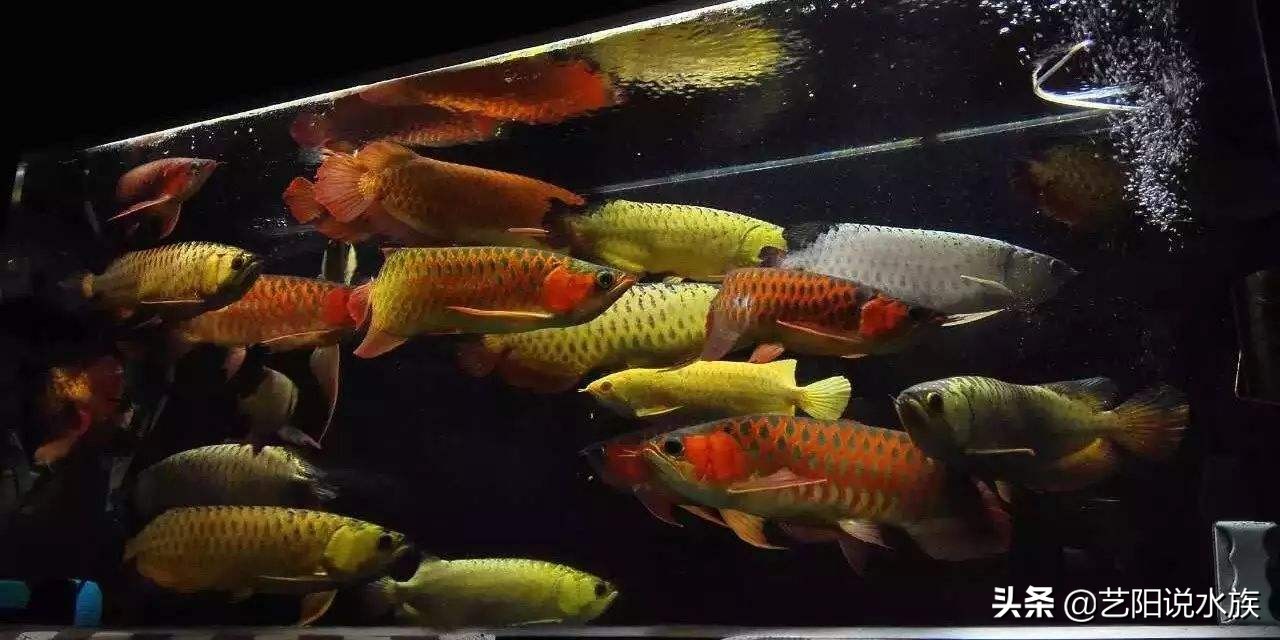 龙鱼不吃食的几种原因图片,龙鱼不吃食怎么回事用什么药治