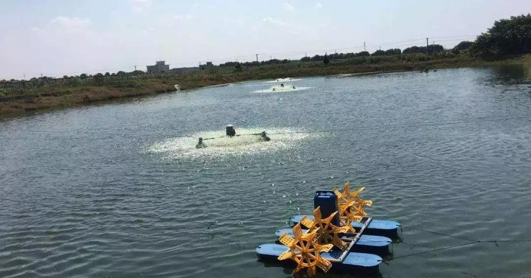 小瓜虫爆发如何快速处理,小瓜虫最好的克星