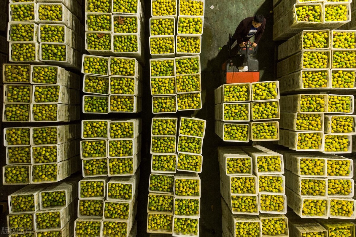 大陆刚刚解除对台水果制裁，就被告上WTO！为何如此的白眼狼？