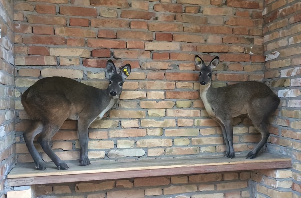 国网凤县供电公司：麝过青山草木香——国网凤县公司驻留凤关镇沙江寺村工作队乡村振兴工作手记