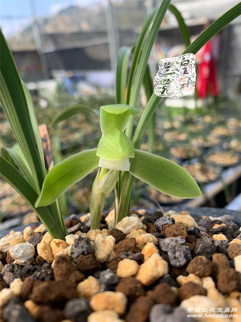 80鍚庡皬浼欏吇鍏扮殑骞冲焊鐢熸椿,90鍚庡吇鍏颁汉鎴愬姛妗堜緥