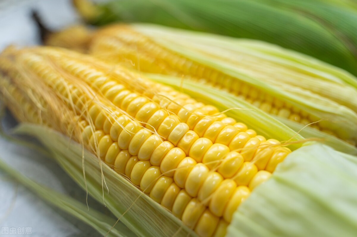 玉米钓法在什么样的环境下用,玉米打窝玉米作钓技巧