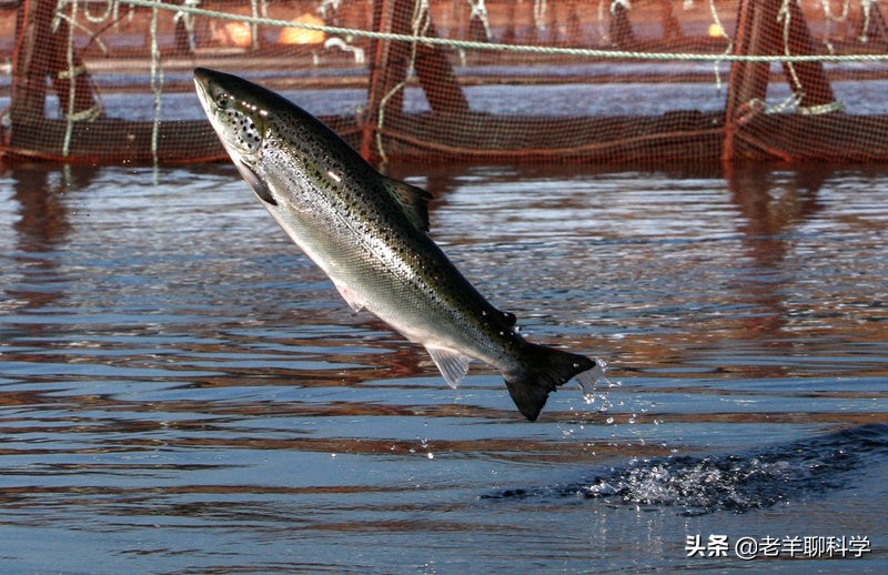 扶不起的三文鱼：我国苦心经营50年，为何始终养不好一条鱼？