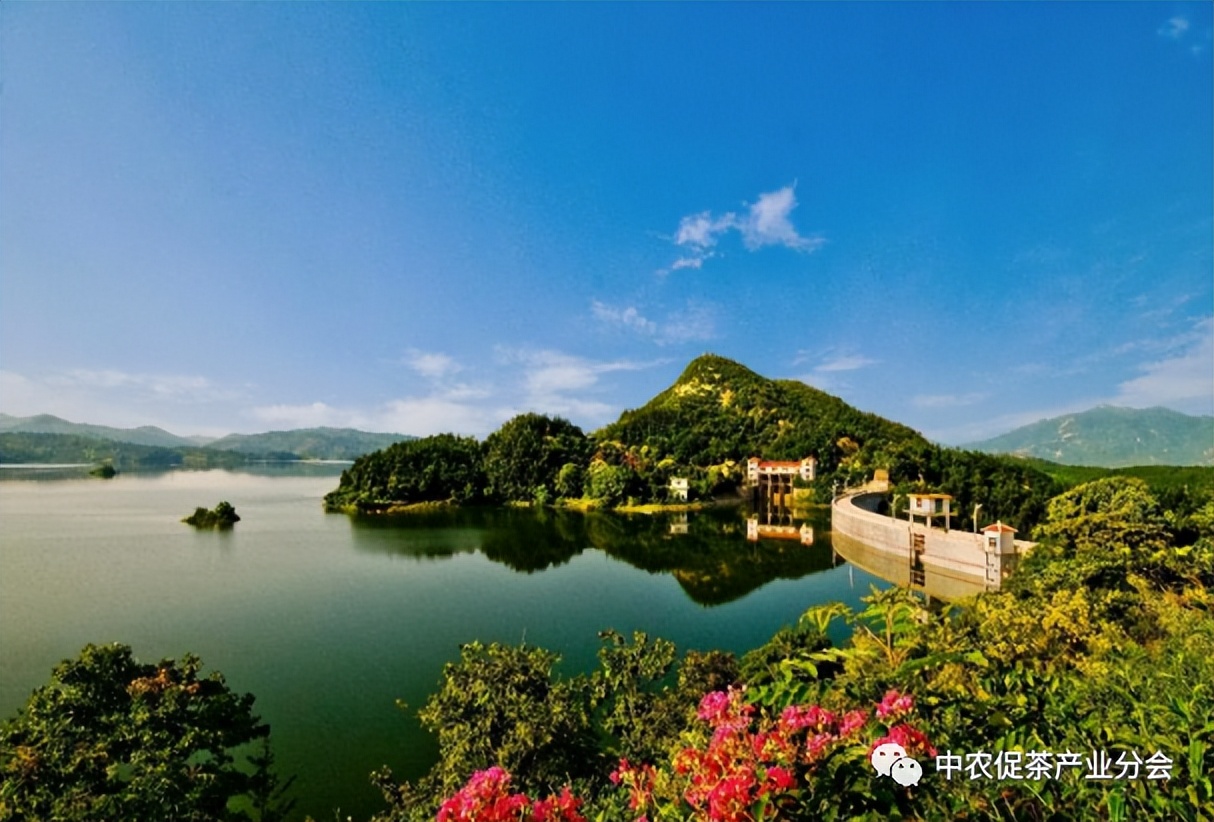 娌冲崡淇￠槼绾㈠煄鑼朵埂,鏂板幙绾㈠煄鑼朵埂