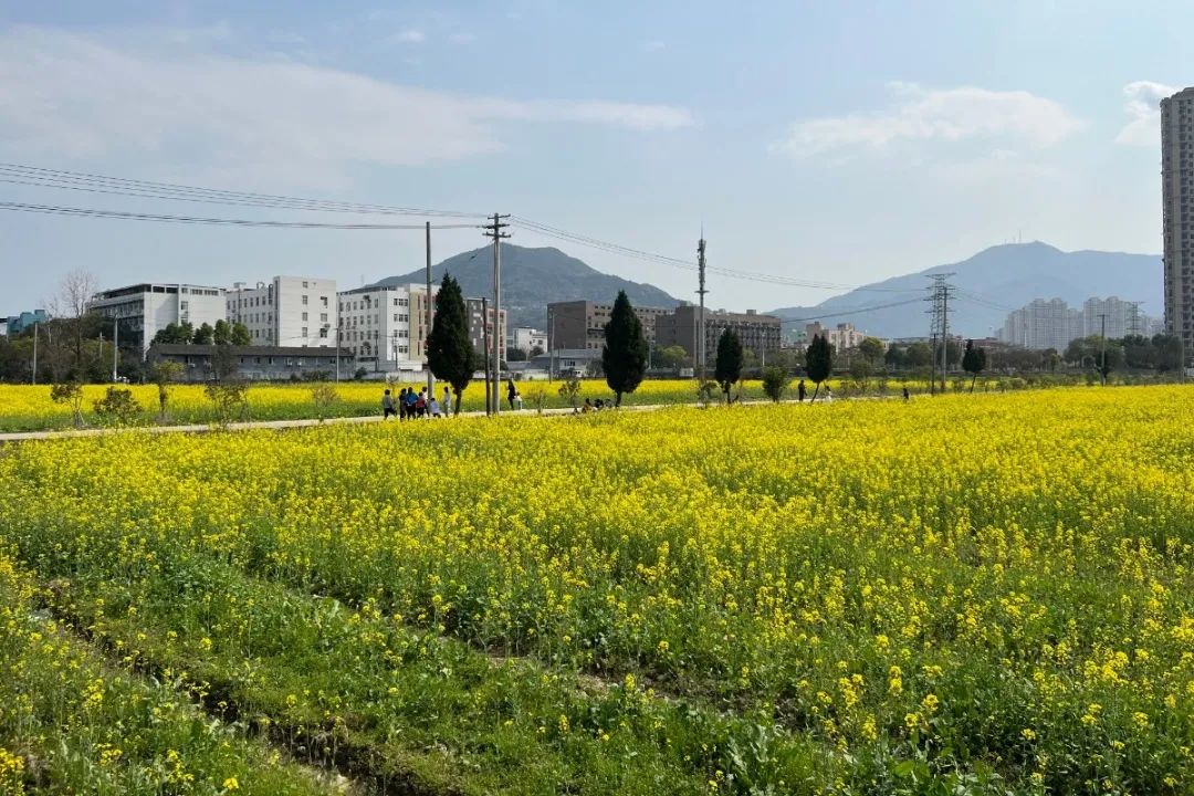 云“踏青”②|春色满新桥：清风吹拂金波涌