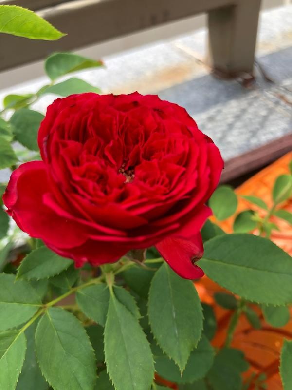 每个人心中都有一个美丽的花园,每个人心中都有一座属于我的花园