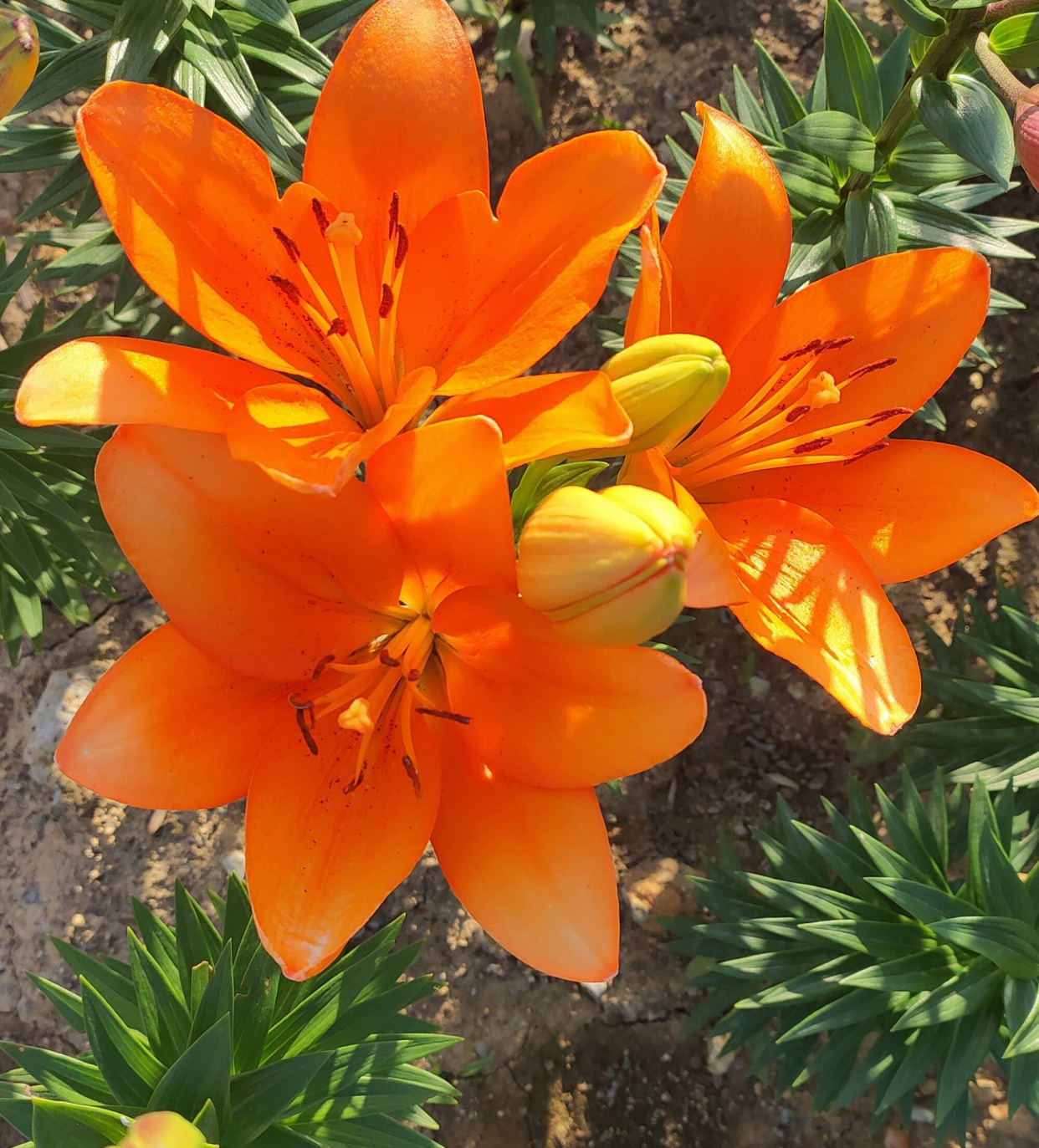 冬季盆栽百合花开完怎么处理,百合花种球冬季种植方法