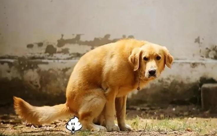 狗狗腹泻但是精神很好怎么回事,狗狗腹泻呕吐白色的泡沫粘液