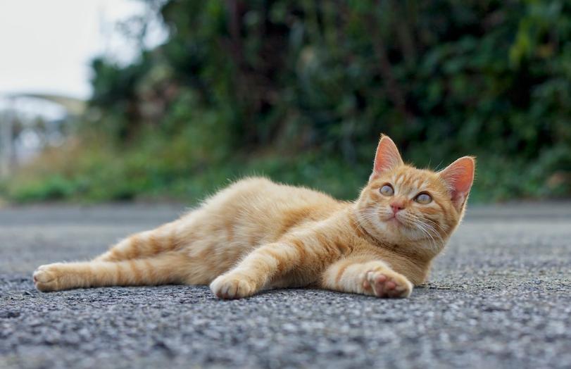 最简单的流浪猫图片大全,最美的一只流浪猫图片