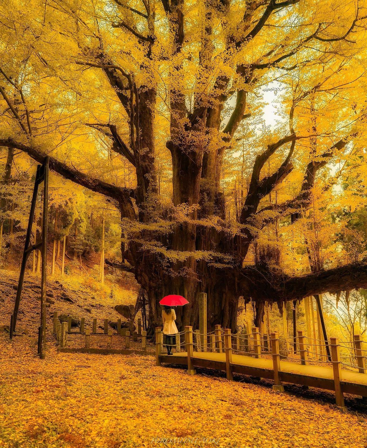 所有野生的银杏树,中国10大银杏树