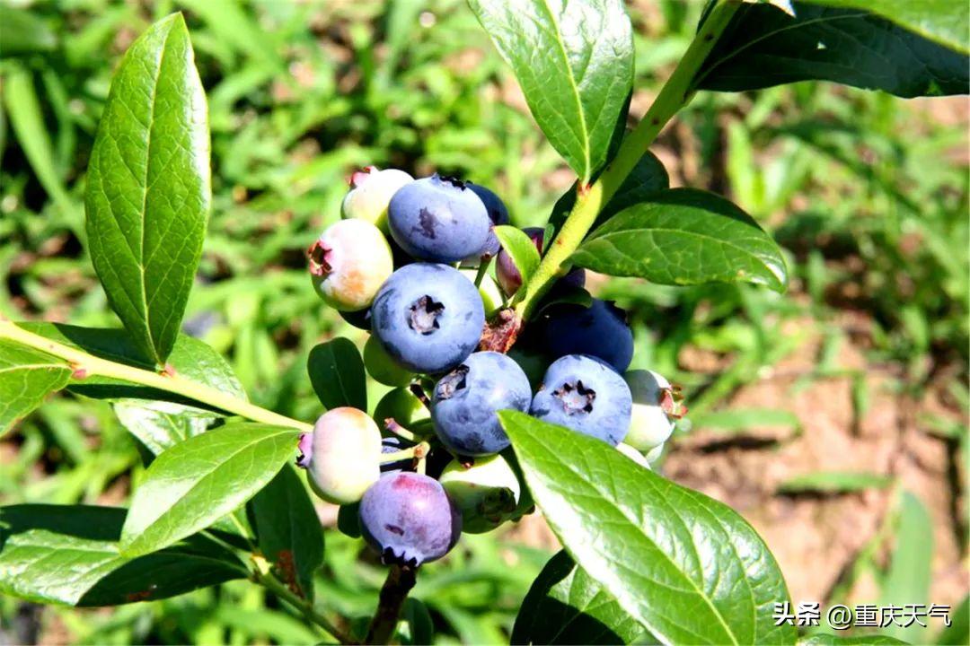 2023蓝莓采摘时间,重庆蓝莓采摘最佳时间