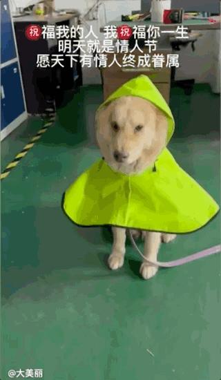 土狗月薪3000,小土狗打工