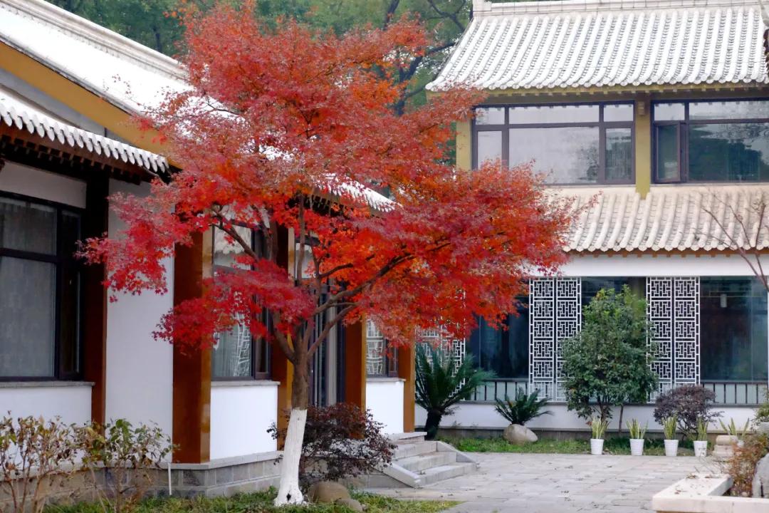 花园适合种的植物,在花园种植哪些植物比较适合