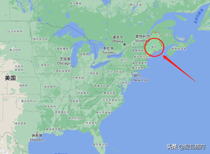 缅因库恩猫银虎斑,缅因猫浅银虎斑