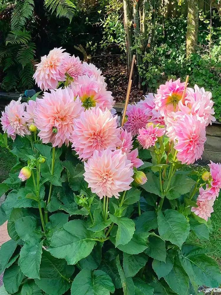 温度低于15度养花,耐热好养四季开花太阳花