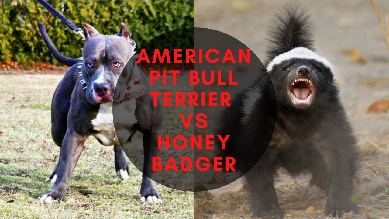 平头哥vs比特犬实战,斑鬣狗vs比特犬真实视频