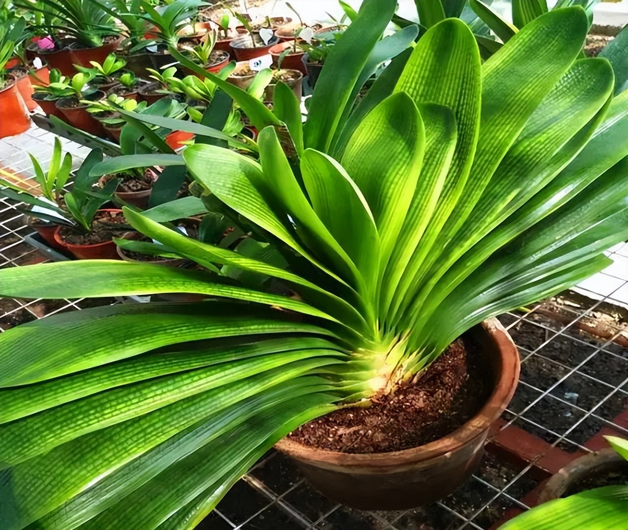 寓意吉利的花有哪些,哪一种花寓意带来好运