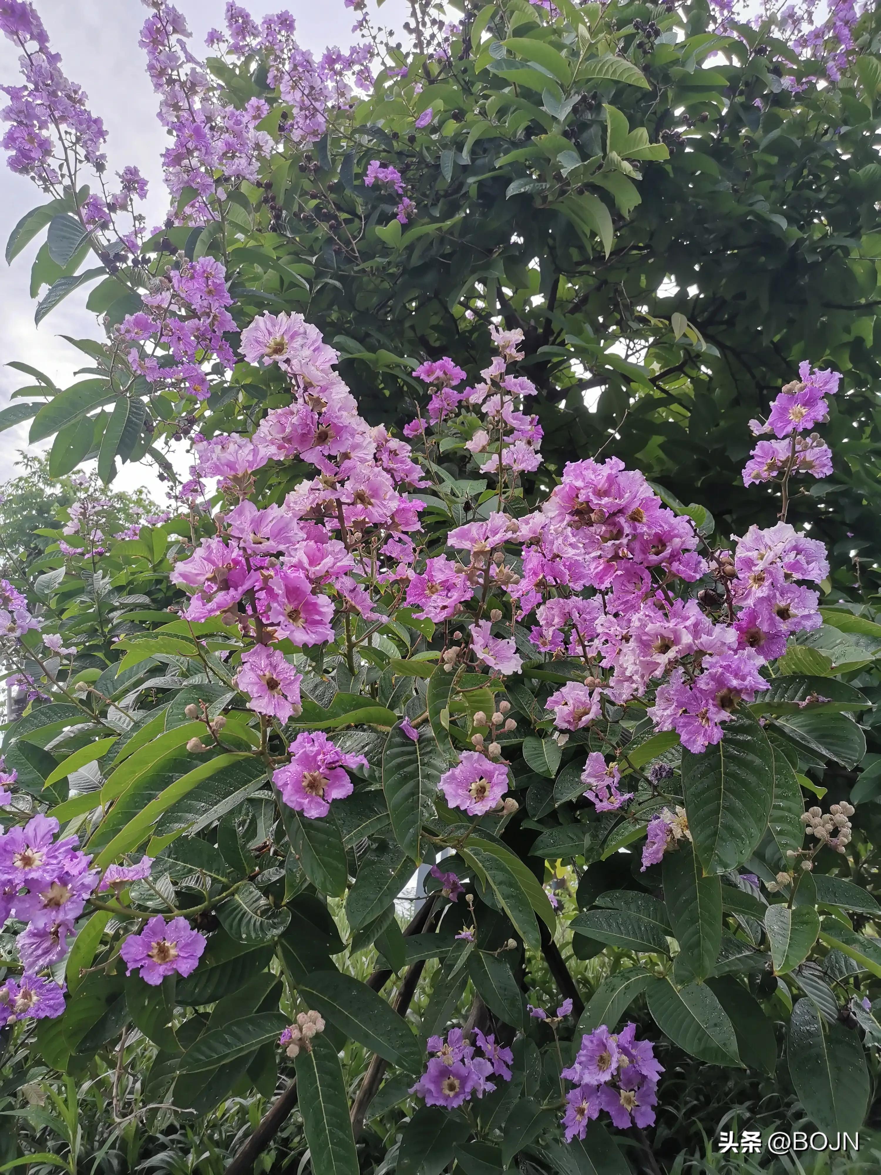 你能认出几种花来,大家能猜出什么花